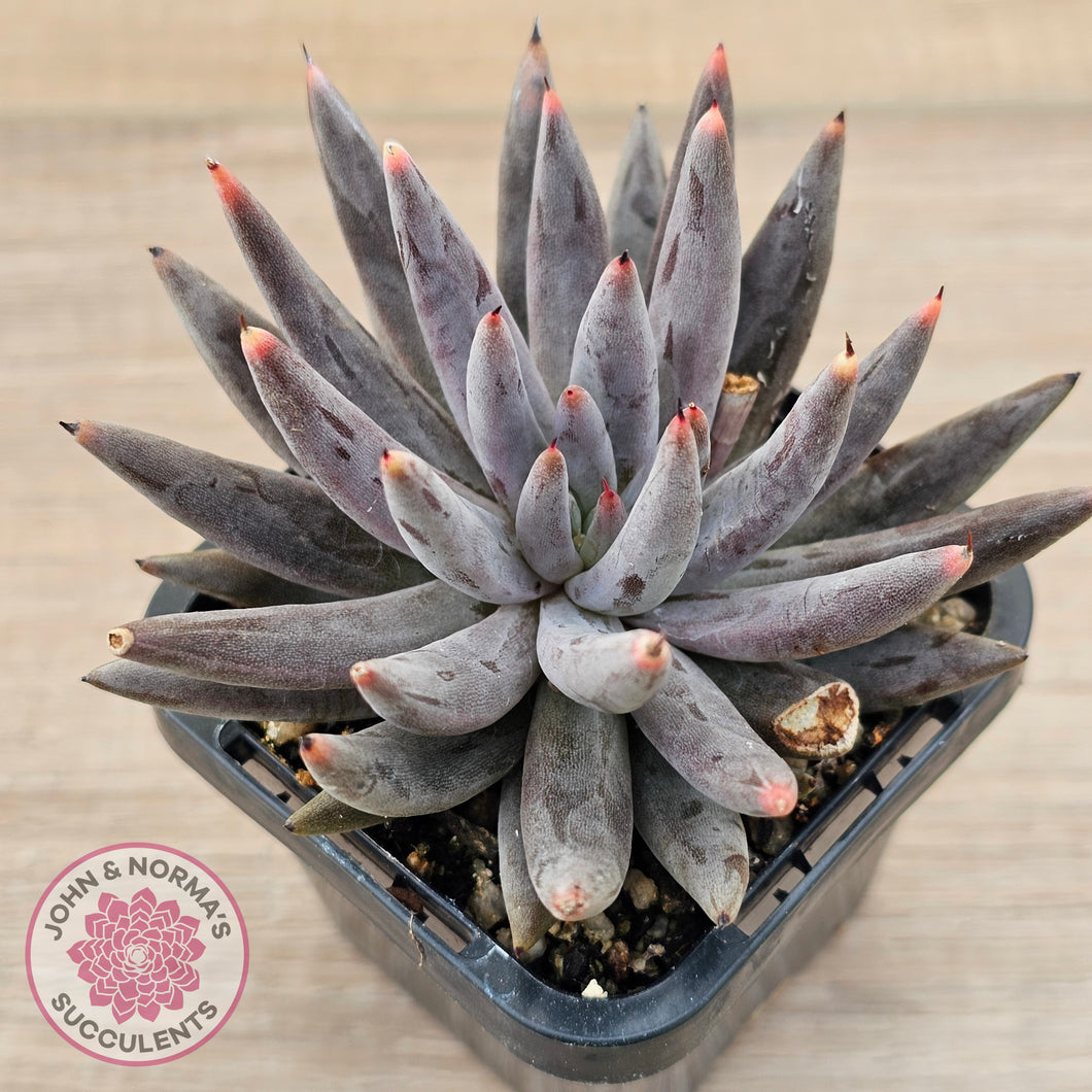 Echeveria unguiculata