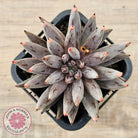 Echeveria unguiculata