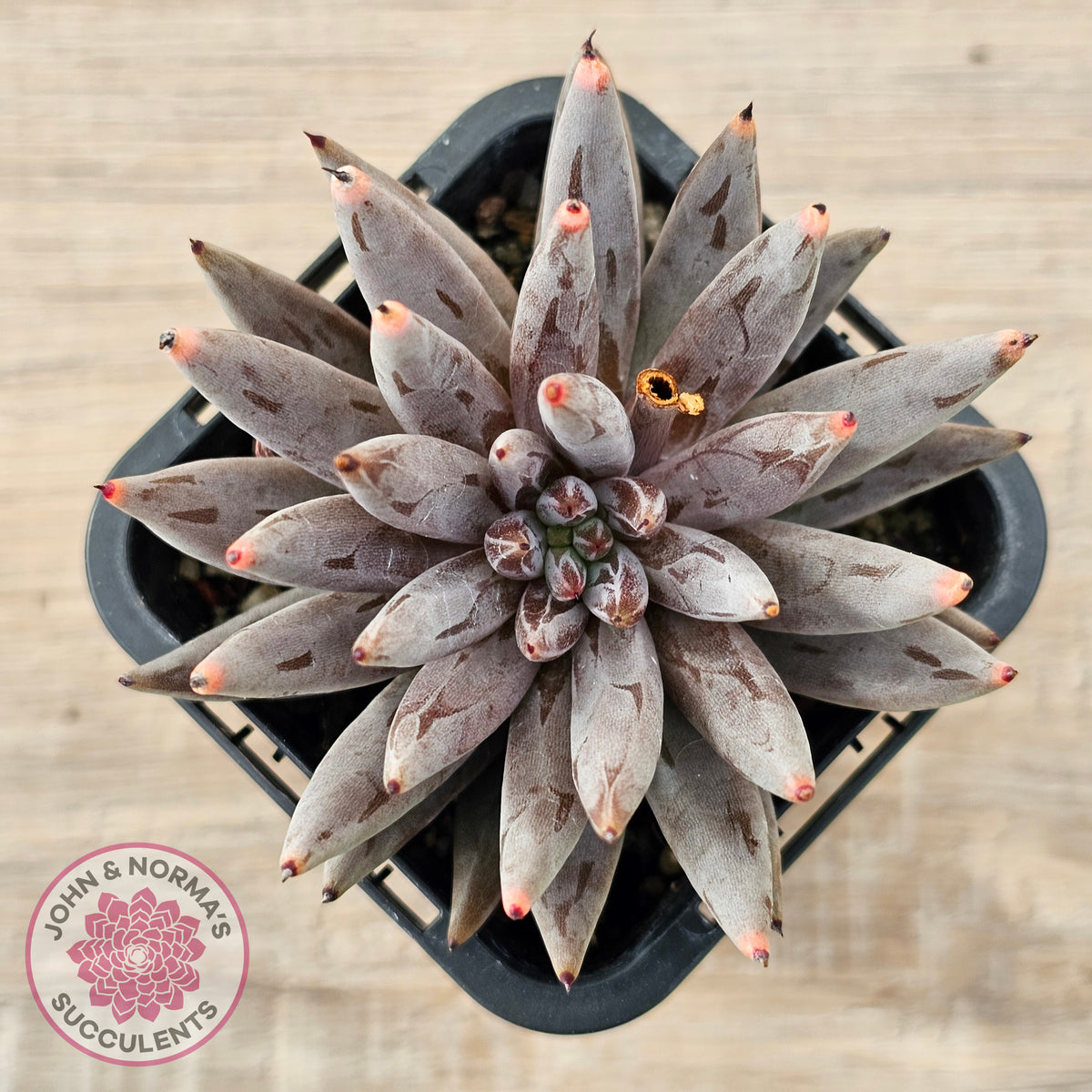 Echeveria unguiculata