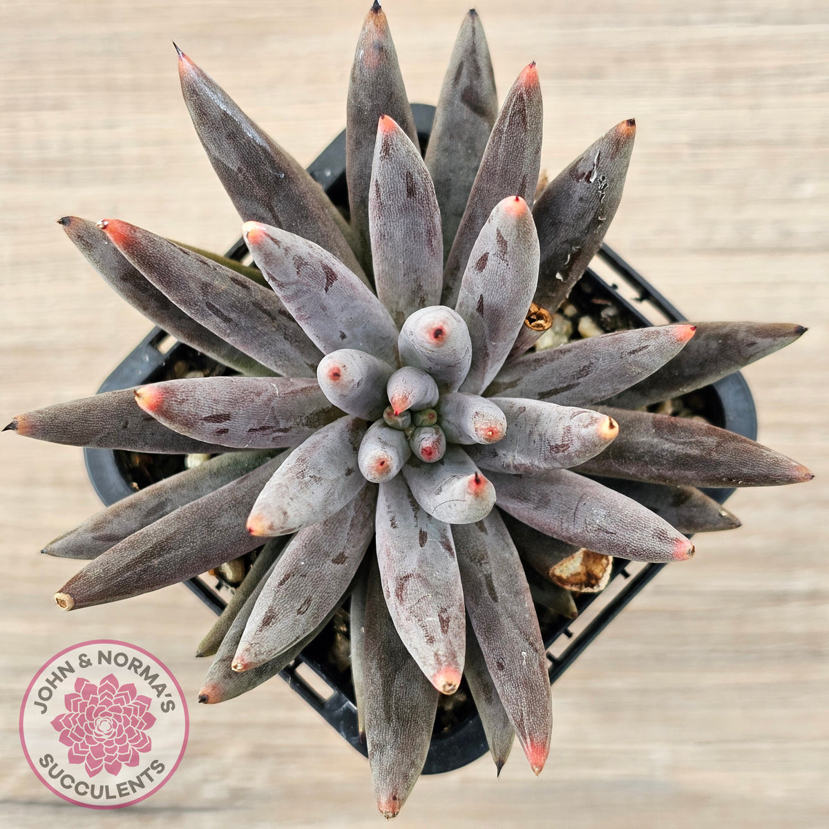 Echeveria unguiculata
