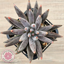 Load image into Gallery viewer, Echeveria unguiculata
