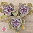 Echeveria 'Valkyrie Trumpet'