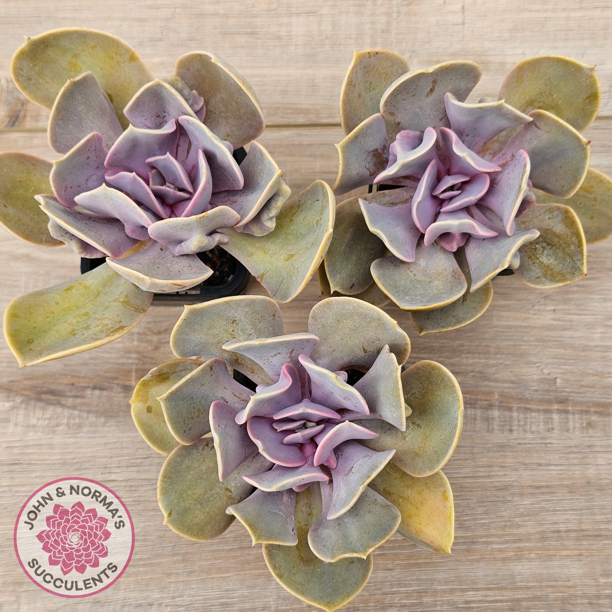 Echeveria 'Valkyrie Trumpet'