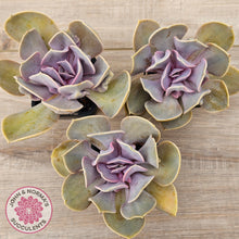 Load image into Gallery viewer, Echeveria 'Valkyrie Trumpet'

