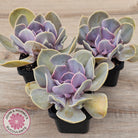 Echeveria 'Valkyrie Trumpet'