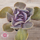 Echeveria 'Valkyrie Trumpet'