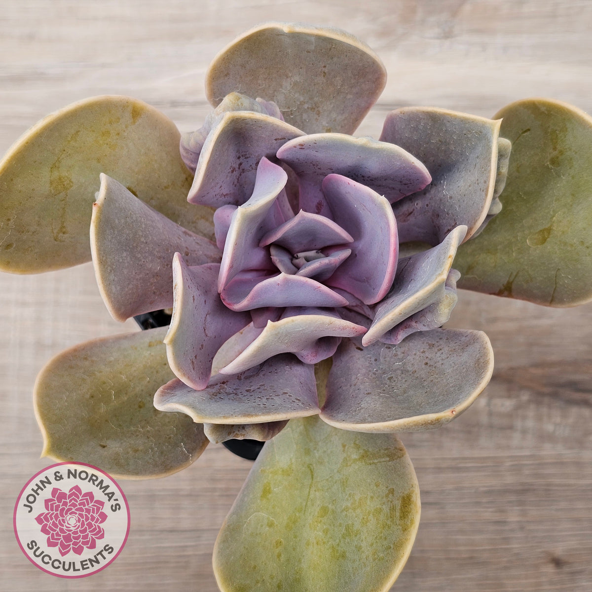 Echeveria 'Valkyrie Trumpet'