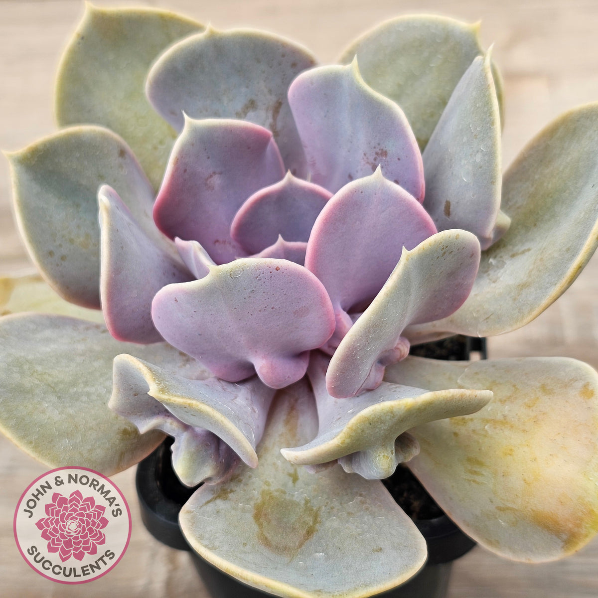 Echeveria 'Valkyrie Trumpet'