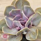 Echeveria 'Valkyrie Trumpet'