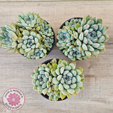 Load image into Gallery viewer, Echeveria Viant (multi)
