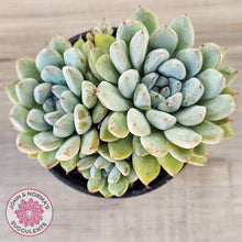 Load image into Gallery viewer, Echeveria Viant (multi)
