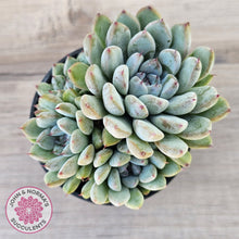 Load image into Gallery viewer, Echeveria Viant (multi)
