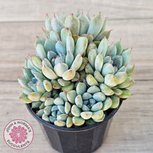 Load image into Gallery viewer, Echeveria Viant (multi)
