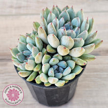 Load image into Gallery viewer, Echeveria Viant (multi)
