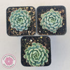 Echeveria 'Vincent Catto'
