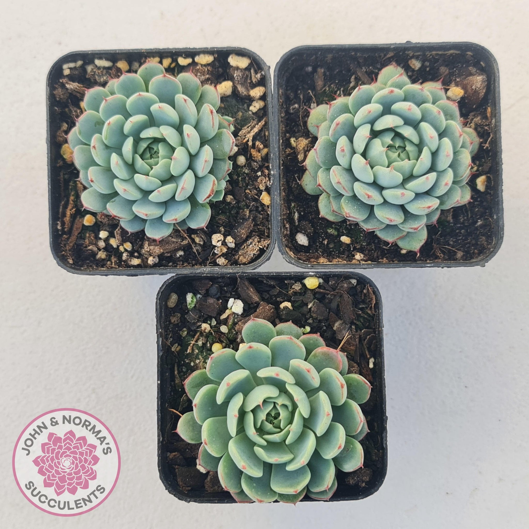 Buy Echeveria 'Vincent Catto' Australia | Quality Succulent Plant