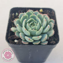 Load image into Gallery viewer, Echeveria &#39;Vincent Catto&#39; - John &amp; Norma&#39;s Succulents Australia
