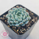 Echeveria 'Vincent Catto'