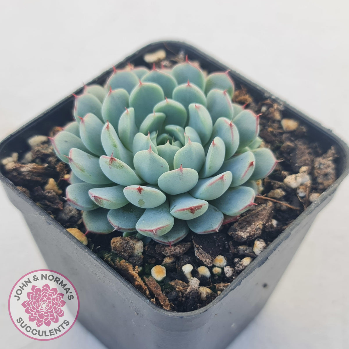 Echeveria 'Vincent Catto'
