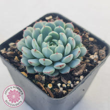 Load image into Gallery viewer, Echeveria &#39;Vincent Catto&#39; - John &amp; Norma&#39;s Succulents Australia
