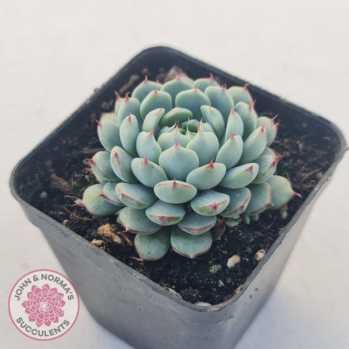 Echeveria 'Vincent Catto' - John & Norma's Succulents Australia