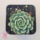 Echeveria 'Vincent Catto'