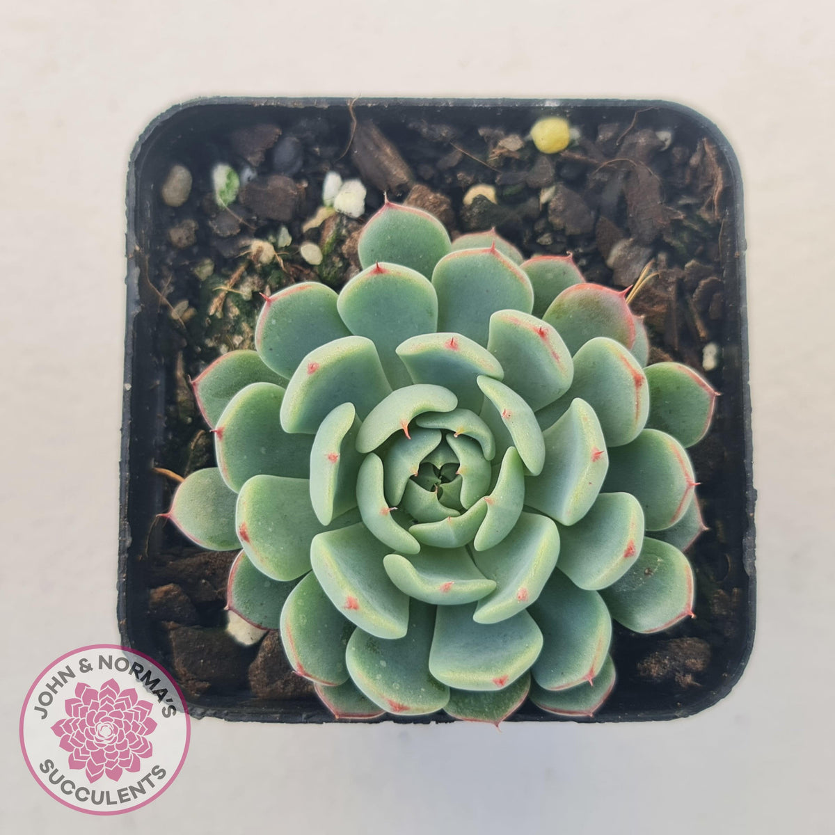 Echeveria 'Vincent Catto'