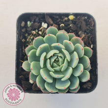 Load image into Gallery viewer, Echeveria &#39;Vincent Catto&#39; - John &amp; Norma&#39;s Succulents Australia
