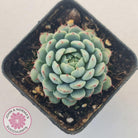 Echeveria 'Vincent Catto'