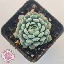 Load image into Gallery viewer, Echeveria &#39;Vincent Catto&#39; - John &amp; Norma&#39;s Succulents Australia
