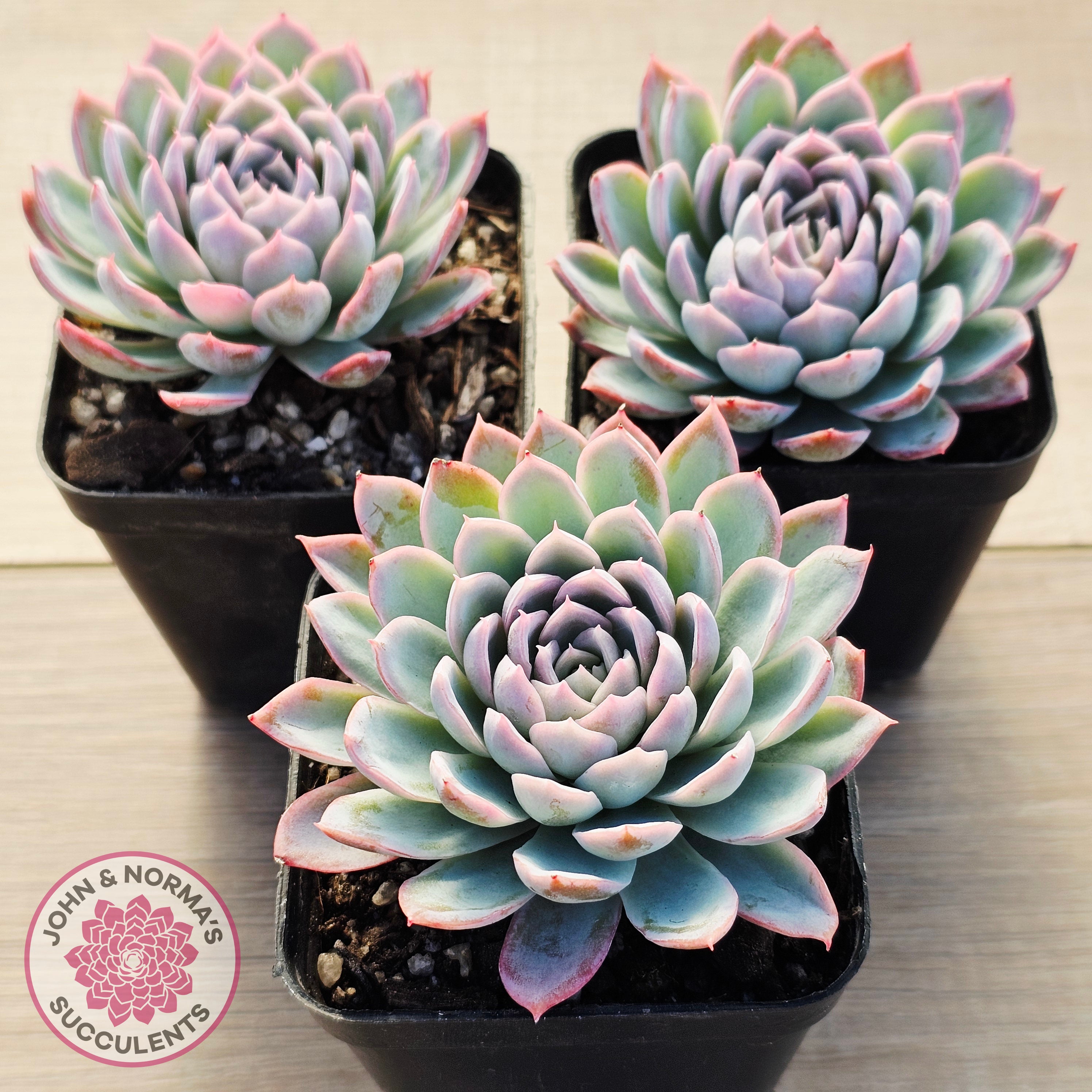 queen of succulents Buy Echeveria Violet Queen Australia