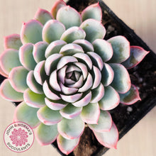 Load image into Gallery viewer, Echeveria Violet Queen
