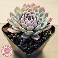 Load image into Gallery viewer, Echeveria Violet Queen
