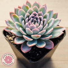 Load image into Gallery viewer, Echeveria Violet Queen
