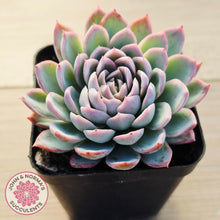 Load image into Gallery viewer, Echeveria Violet Queen
