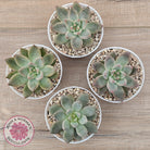 Echeveria 'Wedding Ring'