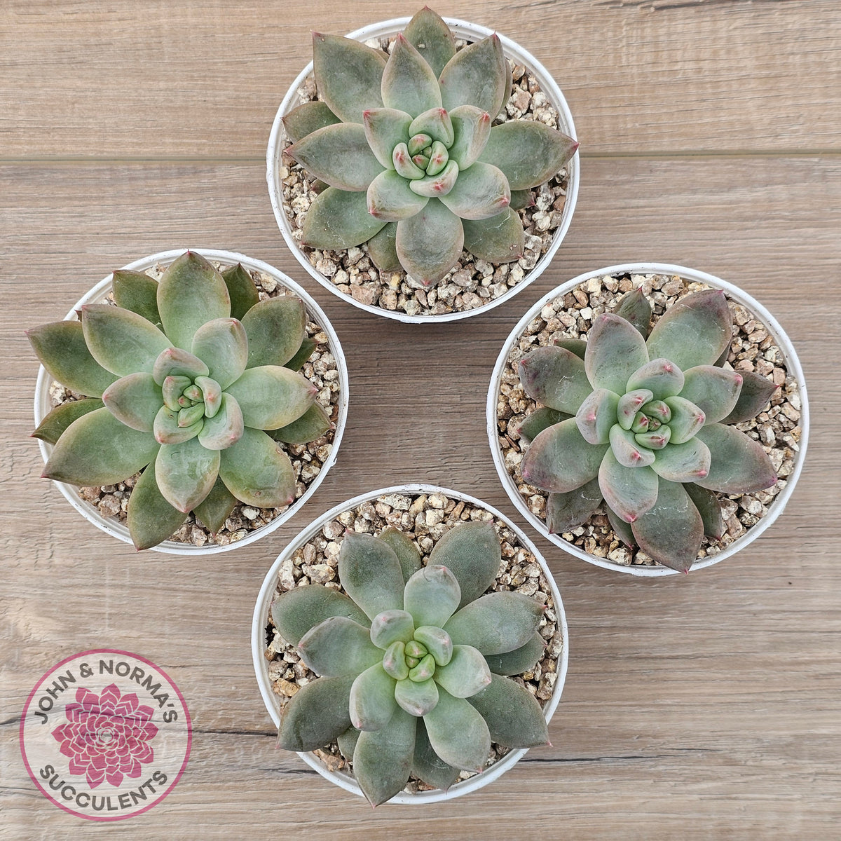 Echeveria 'Wedding Ring'