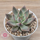 Echeveria 'Wedding Ring'