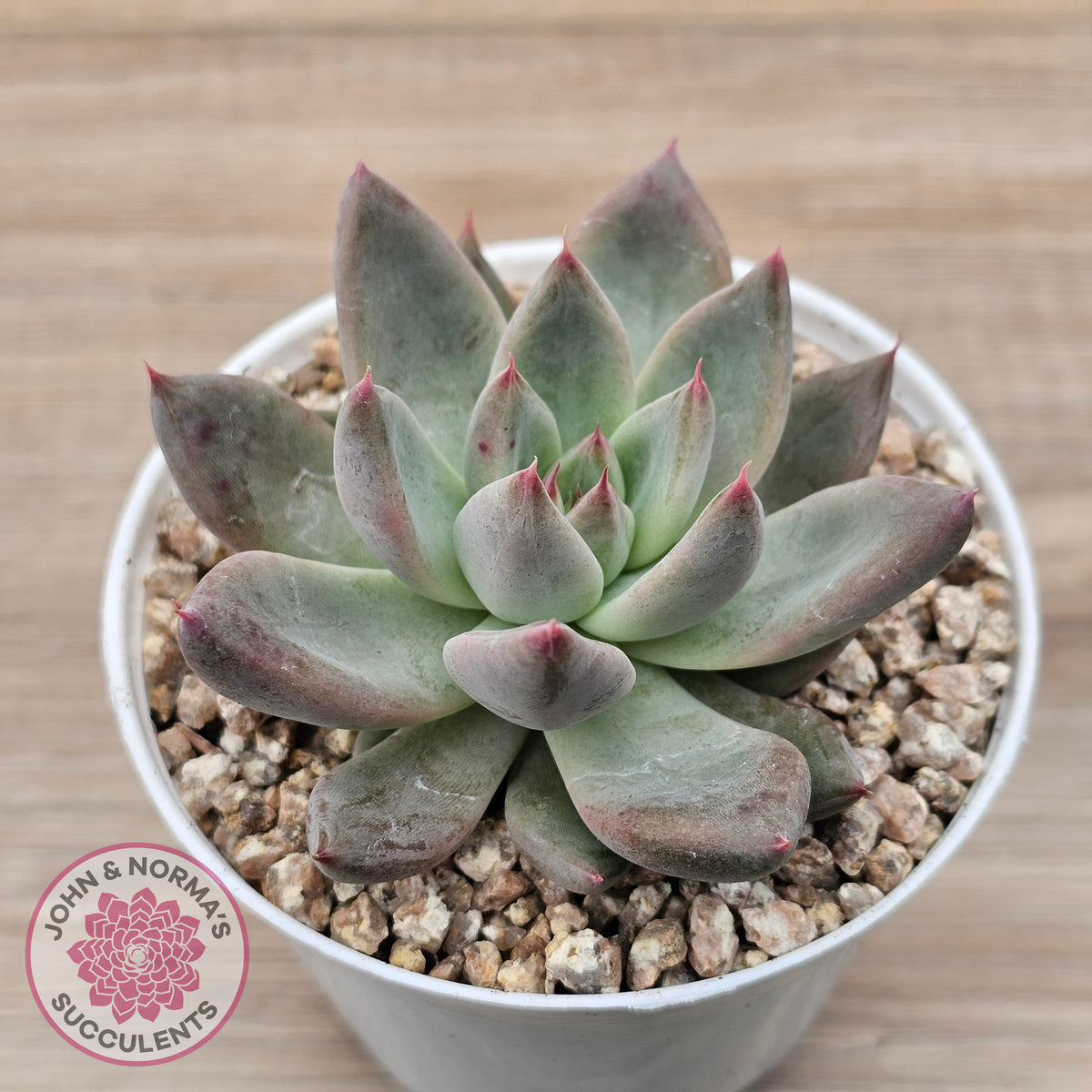 Echeveria 'Wedding Ring'