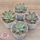 Echeveria 'Wedding Ring'