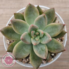 Echeveria 'Wedding Ring'