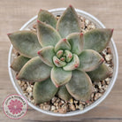 Echeveria 'Wedding Ring'