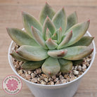 Echeveria 'Wedding Ring'