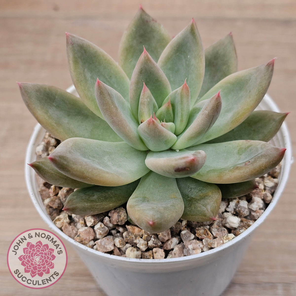 Echeveria 'Wedding Ring'