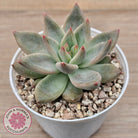 Echeveria 'Wedding Ring'