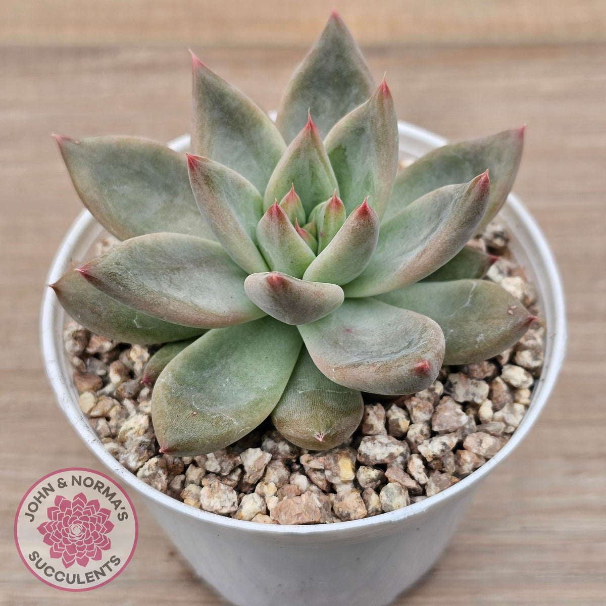 Echeveria 'Wedding Ring'