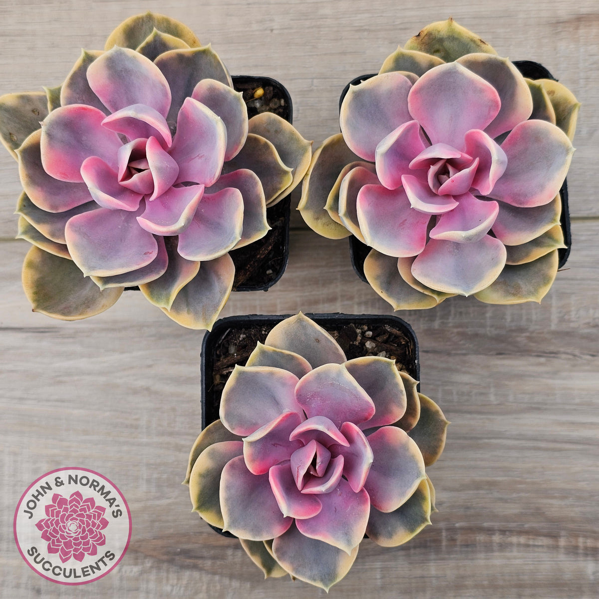 Echeveria West Rainbow