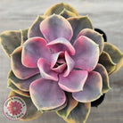Echeveria West Rainbow