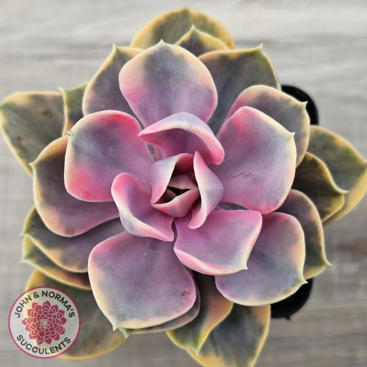 Echeveria West Rainbow
