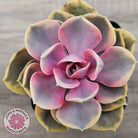 Echeveria West Rainbow